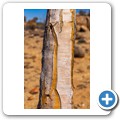 Goegap Nature Reserve