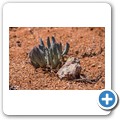 Goegap Nature Reserve