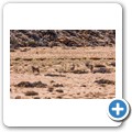 Oryx