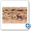 Oryx