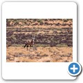 Oryx