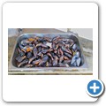 Lamberts Bay - "Muisboskerm Restaurant"