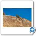 Namaqua NP