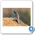 Namaqua NP