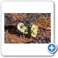 Namaqua NP