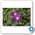 Namaqua NP
