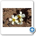 Namaqua NP