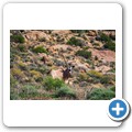 Namaqua NP - Oryx