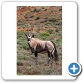 Namaqua NP - Oryx