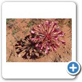 Namaqua NP