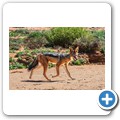 Namaqua NP - Schabrackenschakal