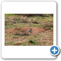 Goegap NR - Buschkaroo-Ratte