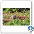 Goegap NR - Buschkaroo-Ratte