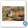 Goegap NR - Buschkaroo-Ratte