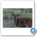 Kransplaas - Nyala Lodge - Nyala Antilope