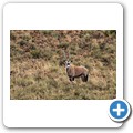 Kransplaas - Nyala Lodge - Game-Drive - Oryx