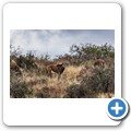 Kransplaas - Nyala Lodge - Game-Drive - Rappenantilope