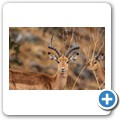 Umgede Hide - Impala