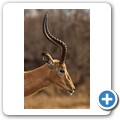 Umgede Hide - Impala