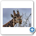 Umgede Hide - Giraffe