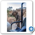 Grietjie Private NR - Gamedrive - Elefant