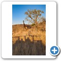 Grietjie Private NR - Gamedrive - Giraffe
