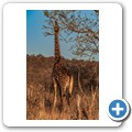 Grietjie Private NR - Gamedrive - Giraffe