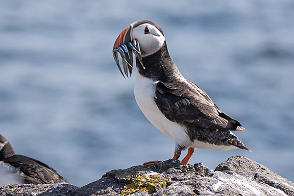 Papageitaucher / Isle of May (Schottland)