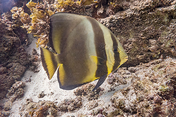 Fledermausfisch / Anse Royale (Seychellen)