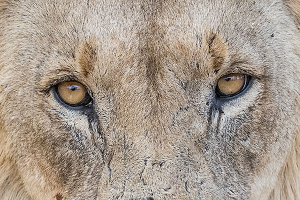 Löwe / Pilanesberg NP (Südafrika)