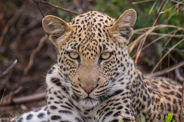 Leopard / Pilanesberg NP (Südafrika)