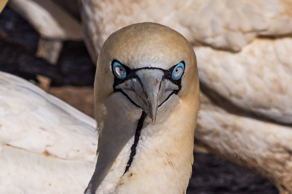 Kaptölpel / Lamberts Bay (Südafrika)