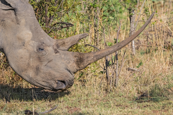 Breitmaulnashorn / Pilanesberg NP (Südafrika)