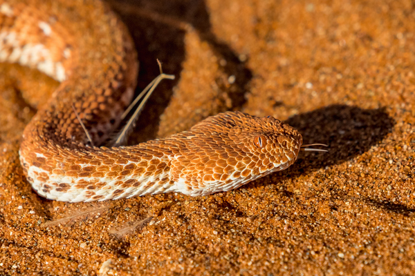 Sidewinder / Sossus Vlei (Namibia)