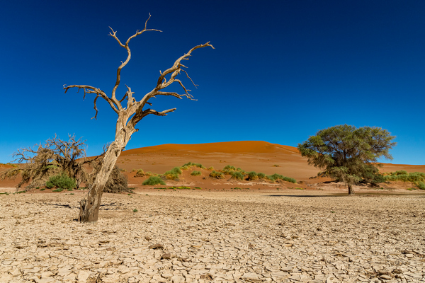 toter Baum / Sossus Vlei (Namibia)