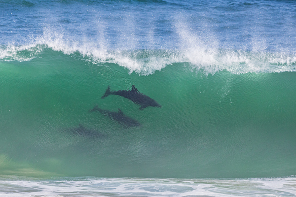 Delfine in der Brandung / Seaview (Südafrika)