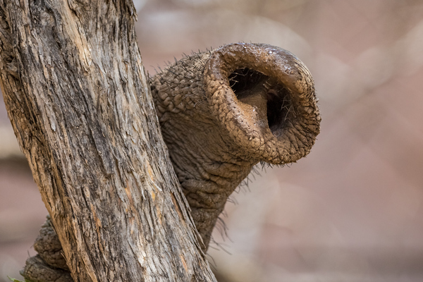 Elefant / Pilanesberg NP (Südafrika)