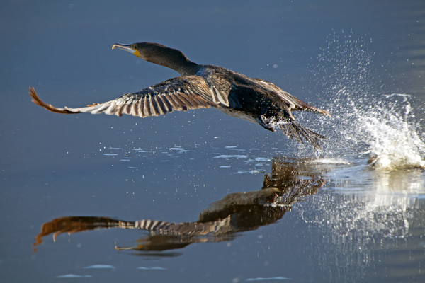 Kormoran / Kleinrivier (Südafrika)