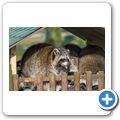 Waschbär