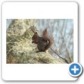 Eichhörnchen
