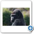 Flachlandgorilla