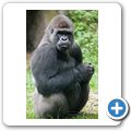 Flachlandgorilla