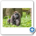 Flachlandgorilla