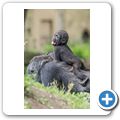 Flachlandgorilla
