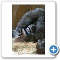 Flachlandgorilla