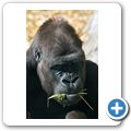 Flachlandgorilla