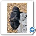Flachlandgorilla