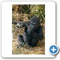 Flachlandgorilla
