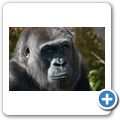 Flachlandgorilla