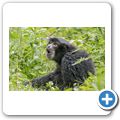 Siamang